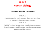 The Heart and Circulation - Verbum Dei High School Science