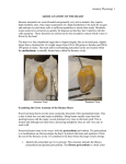 Examining the Gross Anatomy of the Human Heart