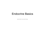 Endocrine System, part 1 File