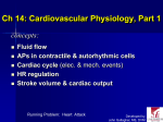 Ch 14: Cardiovascular Physiology