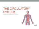 The Circulatory System