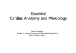 02 Cardiac Anatomy