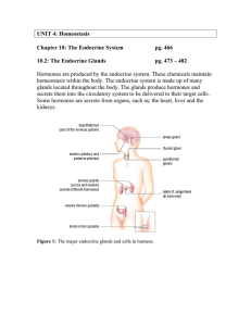 Note 10.2 - Endocrine Gland