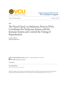 The Pineal Gland, via Melatonin, Protects DNA, Coordinates the