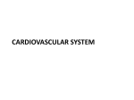 Cardiovascular System