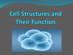 Cell Structures and Their Function