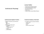 Cardiovascular Physiology Lecture Outline