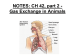 Ch 42: Gas Exchange and the Respiratory System
