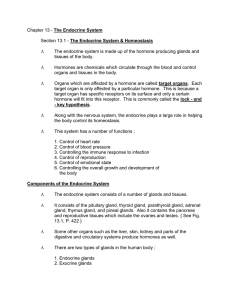 Chapter 13 – The Endocrine System ()