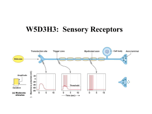 W5D3H3: Sensory Receptors