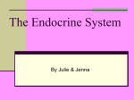 The Endocrine System