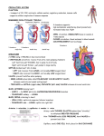 Circulatory System Notes