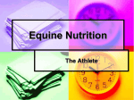 Equine Nutrition