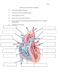 Heart, blood, and circulation Assignment