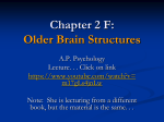 Older Brain Structures
