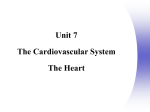 Unit 7 Powerpoint The Heart