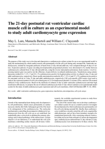 The 21-day postnatal rat ventricular cardiac muscle cell in culture as