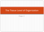 The Tissue Level of Organization