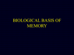 BIOLOGICAL BASIS OF MEMORY