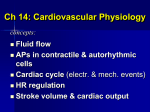 Ch 14: Cardiovascular Physiology