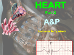 Heart Part 2 - biologyonline.us