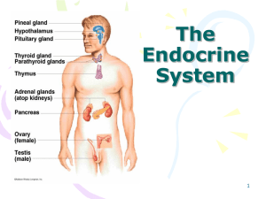 The Endocrine System