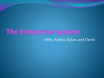 The Endocrine System Abby