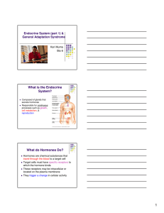 What is the Endocrine System? What do Hormones Do?