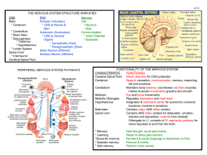 CNS Brain * Cerebrum * Cerebellum * Brain Stem * Diencephalon