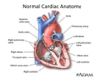 Normal Cardiac Anatomy