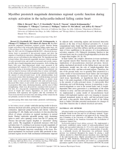 Myofiber prestretch magnitude determines regional systolic function