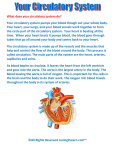 What does your circulatory system do?