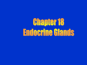 Chapter 15-B Endocrine Glands