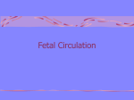 Fetal Circulation