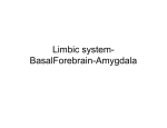 Limbic system- BasalForebrain