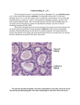 Understanding T3 and T4, The thyroid gland secretes two thyroid