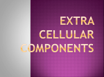 Extra cellular components 15