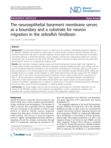 The neuroepithelial basement membrane serves as a boundary and