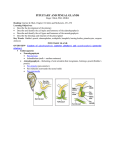 THE PITUITARY GLAND