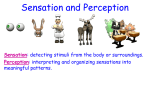 Unit 4 Sensation and Perception