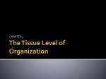 The Tissue Level of Organization