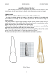 13- maxillary lateral incisor