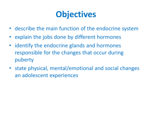Endocrine System Puberty PowerPoint