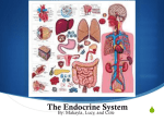 The Endocrine System - Life Science Academy