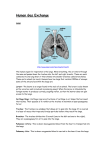 Human Gas Exchange