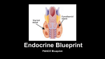 Endocrine Lecture Preview