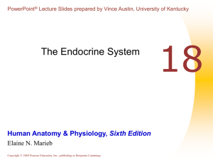 Chapter 18 - Endocrine