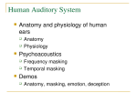 Human Auditory System