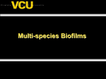 Stage 1: Pellicle formation Stage 2: Initial Adherence Tooth