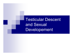 Testicular Descent and Sexual Developement